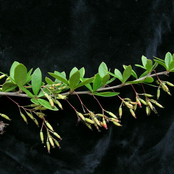 Berberis aristata Habit