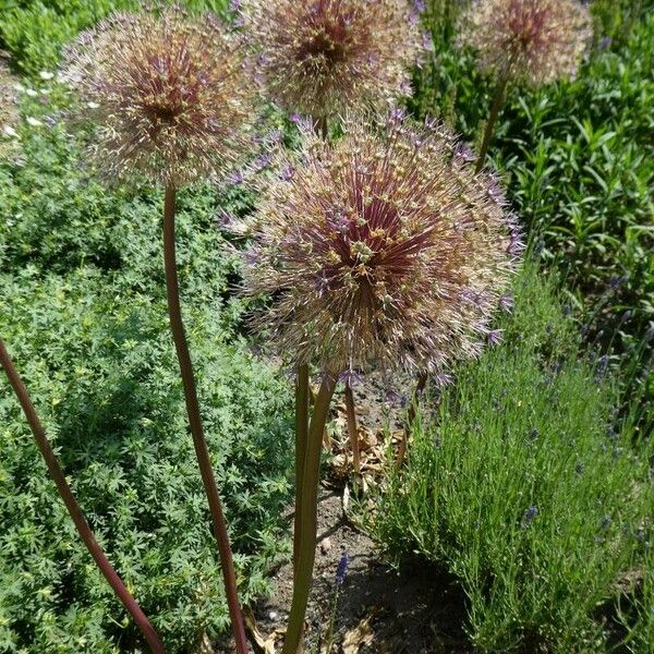 Allium cristophii Fruto