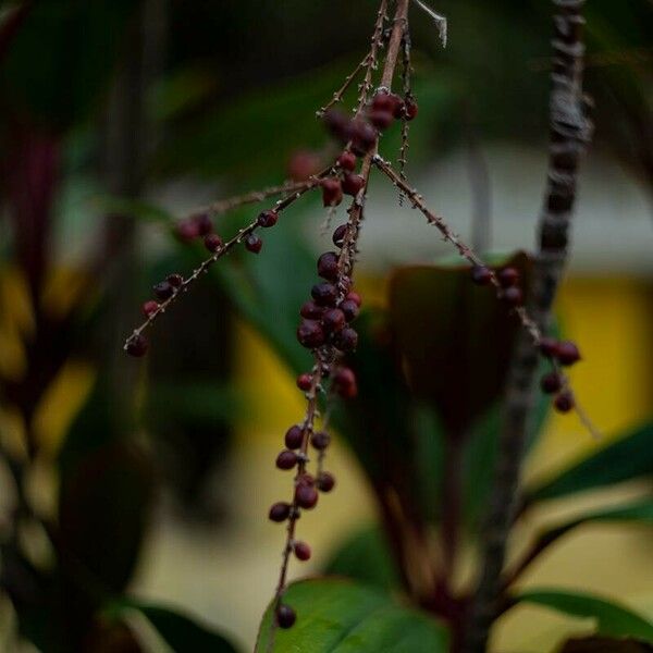 Cordyline fruticosa Fruit