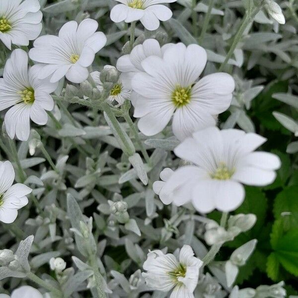 Cerastium tomentosum 花