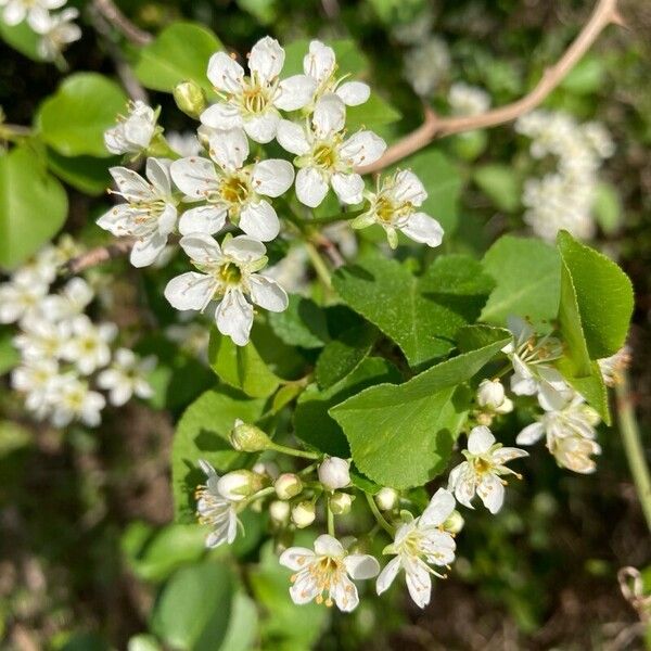 Prunus mahaleb Çiçek