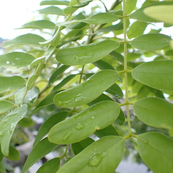 Cassia javanica ഇല
