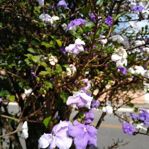 Brunfelsia uniflora Květ