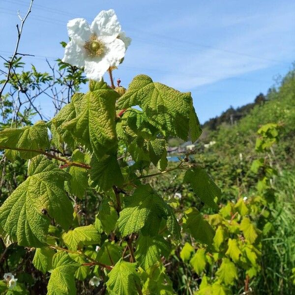 Rubus parviflorus Flower