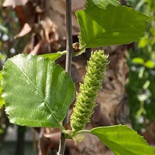 Betula nigra Flor