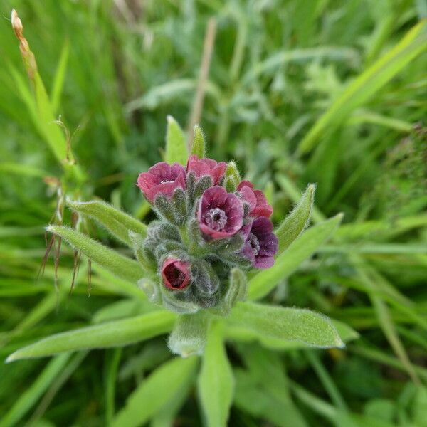 Cynoglossum officinale Flor