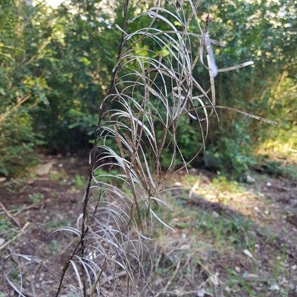 Pseudoturritis turrita Costuma