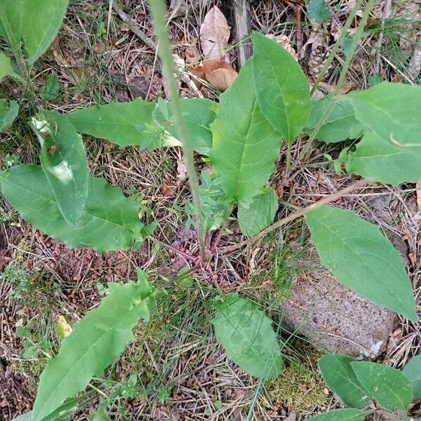 Hieracium murorum Fulla