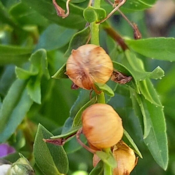 Angelonia angustifolia Frukt