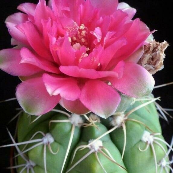 Gymnocalycium denudatum Çiçek