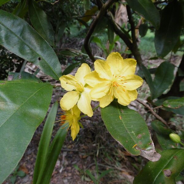 Senna occidentalis Blüte