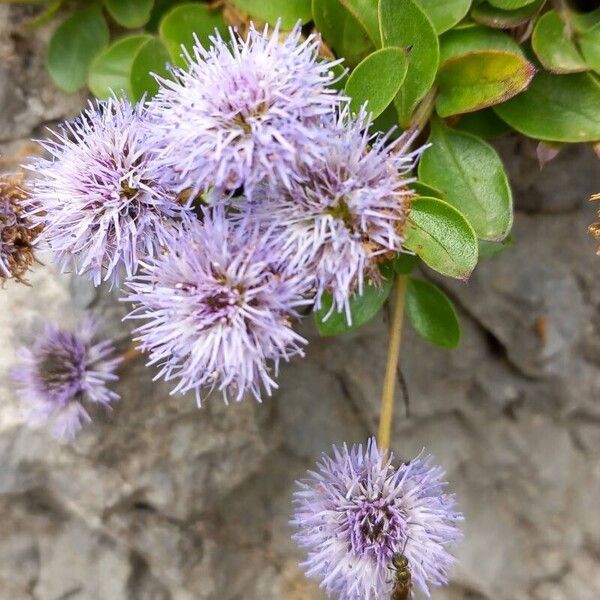 Globularia incanescens Цветок