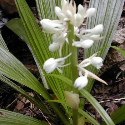 Calanthe hololeuca অভ্যাস