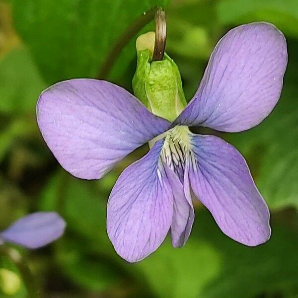 Viola sororia Flor