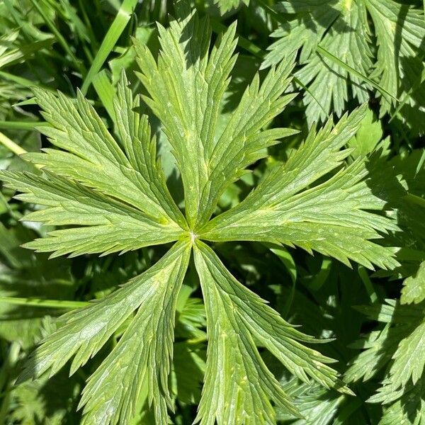 Trollius europaeus Yaprak