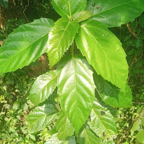 Ficus sur Fulla