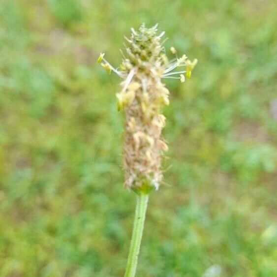 Plantago argentea Fiore