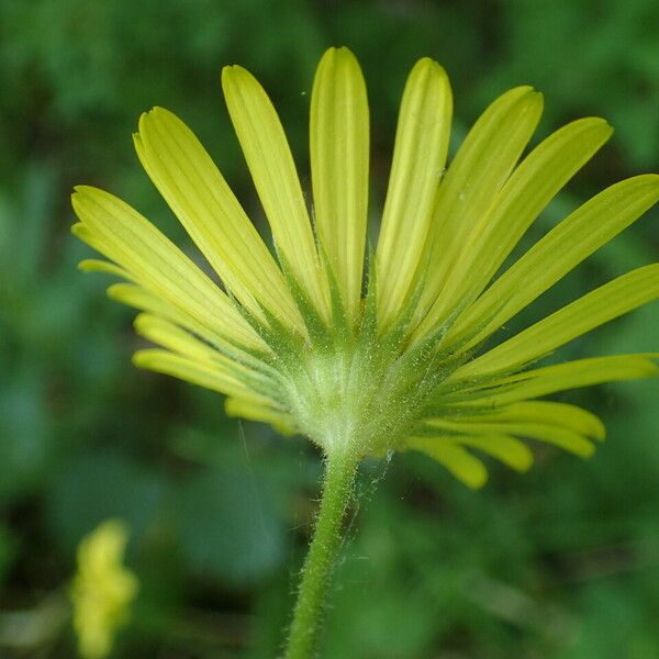 Doronicum pardalianches Lorea