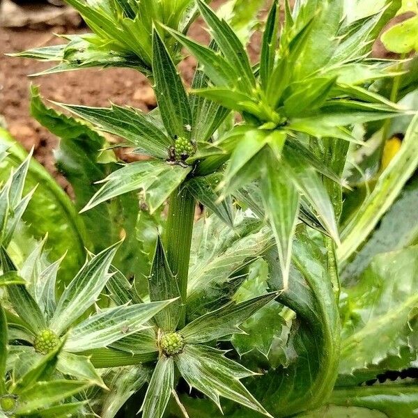 Eryngium foetidum Feuille