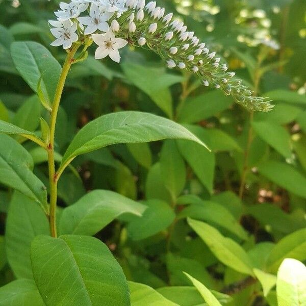 Lysimachia clethroides Altro