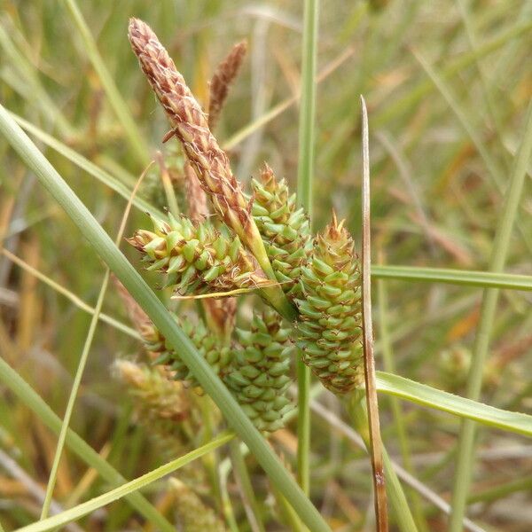 Carex extensa Flower