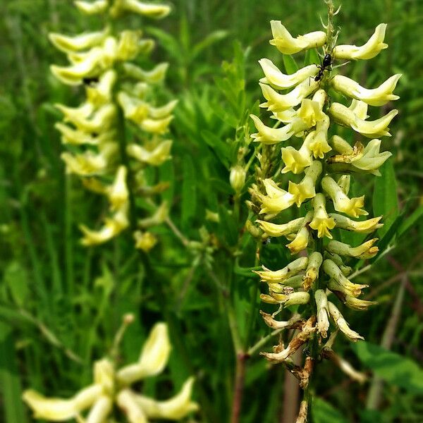 Astragalus canadensis Blomma