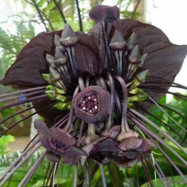 Tacca chantrieri Floare