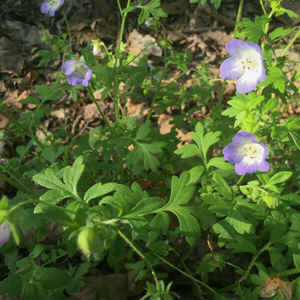 Nemophila phacelioides Habit