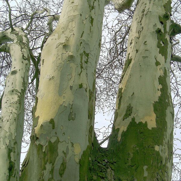 Platanus occidentalis Φλοιός