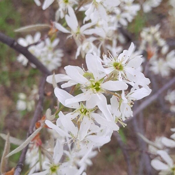 Amelanchier × lamarckii ফুল