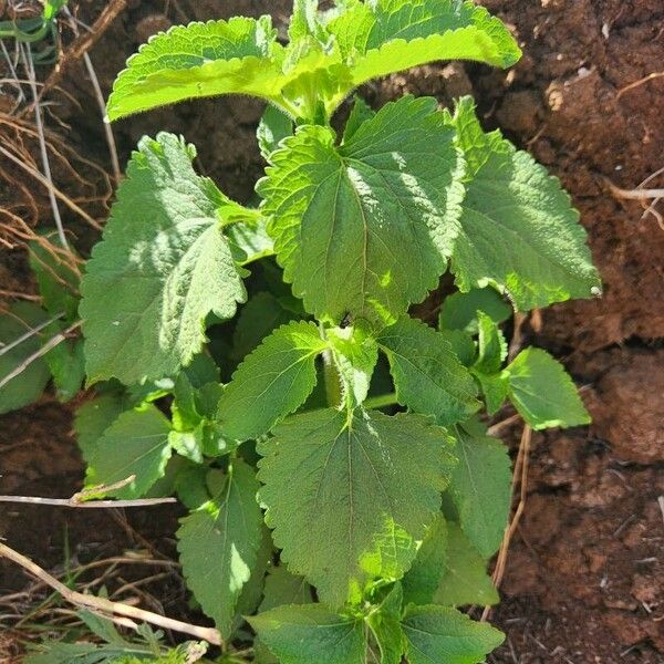 Ageratum conyzoides ഇല