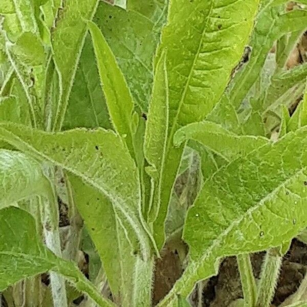 Knautia macedonica ഇല