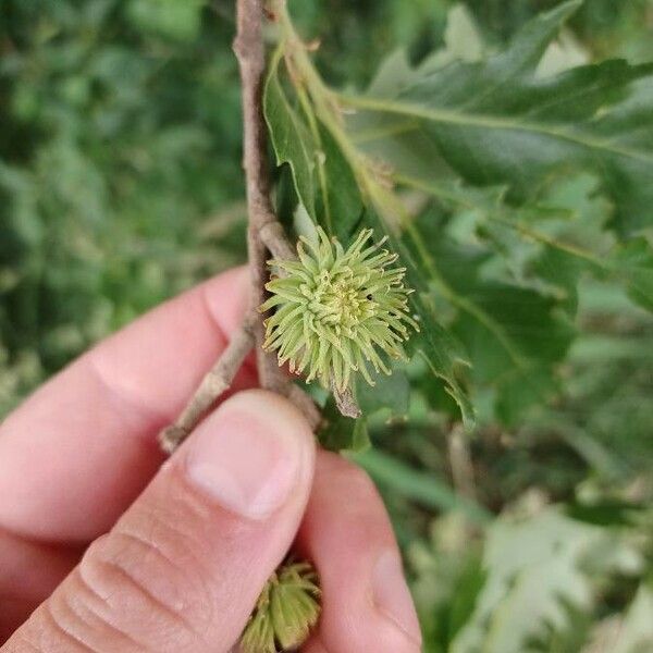 Quercus cerris Fruit