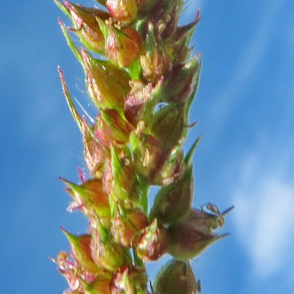 Echinochloa crus-galli ᱡᱚ