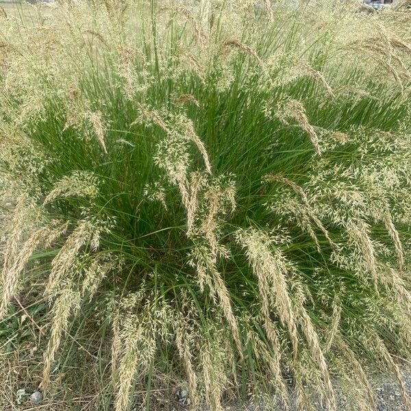 Achnatherum calamagrostis Цвят