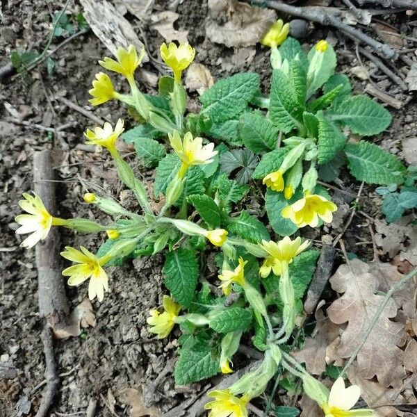 Primula × polyantha ᱛᱟᱦᱮᱸ