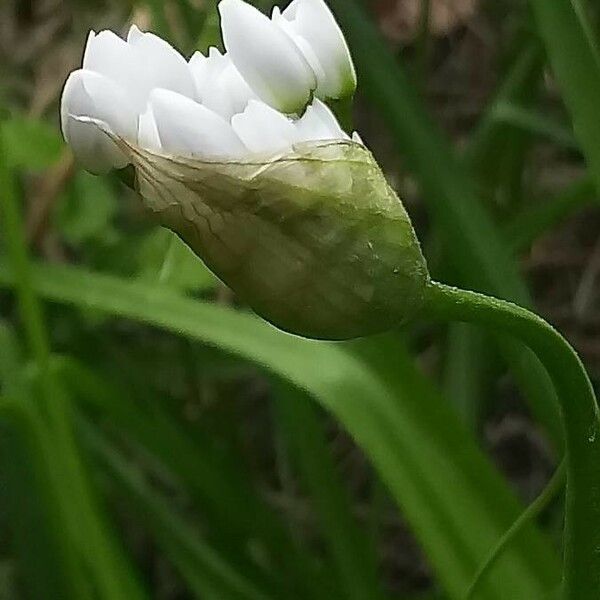 Allium polyanthum Кветка