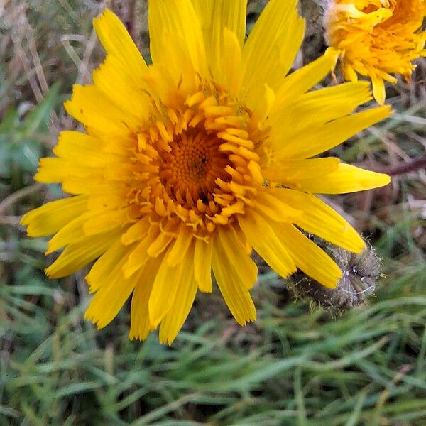 Sonchus arvensis Flower