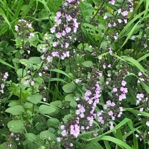 Thymus pulegioides পাতা