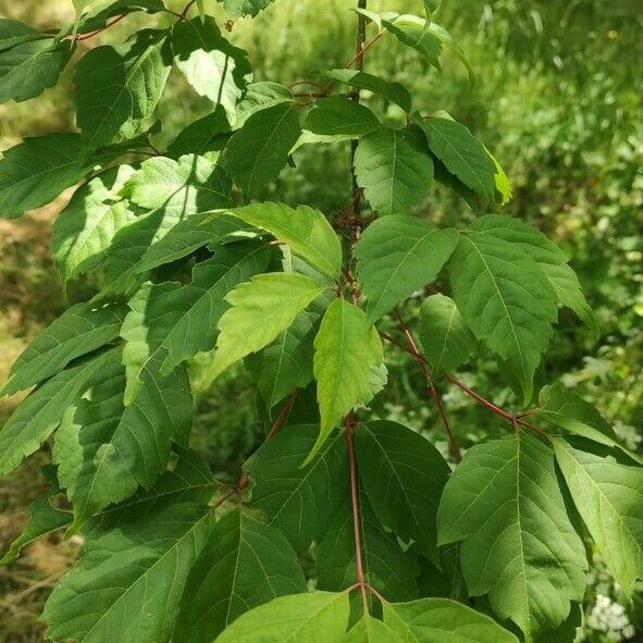 Acer cissifolium Leaf