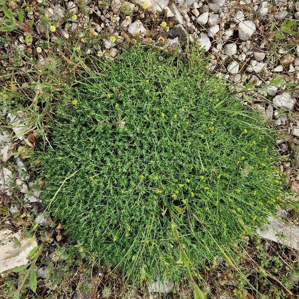 Euphorbia spinosa Агульны выгляд