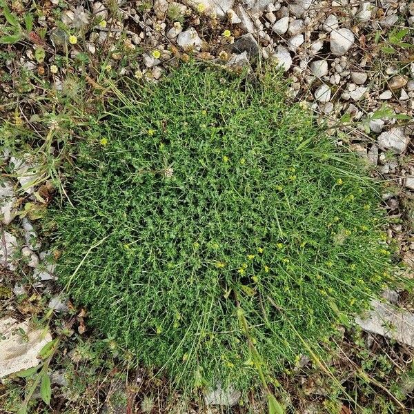 Euphorbia spinosa Buveinė