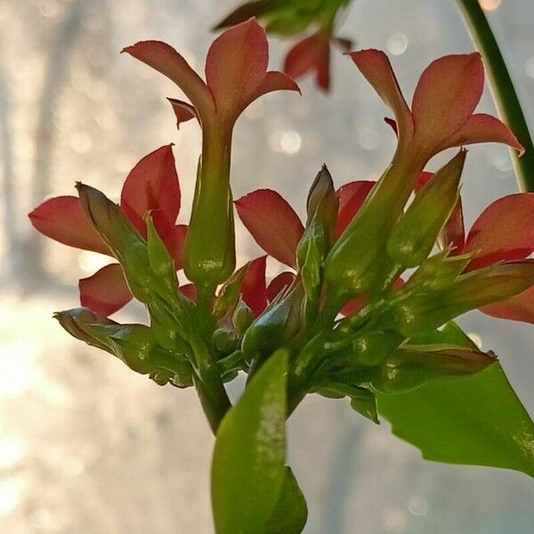 Kalanchoe crenata Kwiat