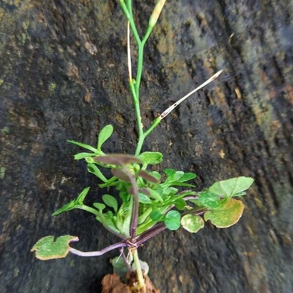 Cardamine hirsuta 形态