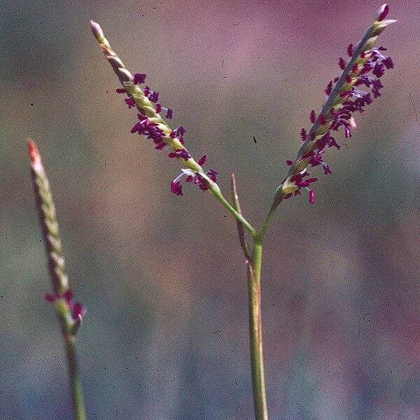 Paspalum vaginatum Flors