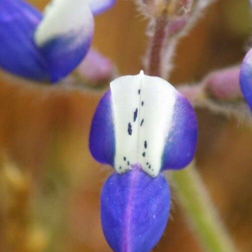 Lupinus bicolor Fiore