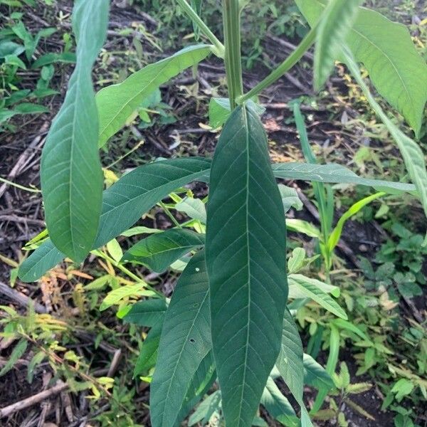Crotalaria juncea Leaf