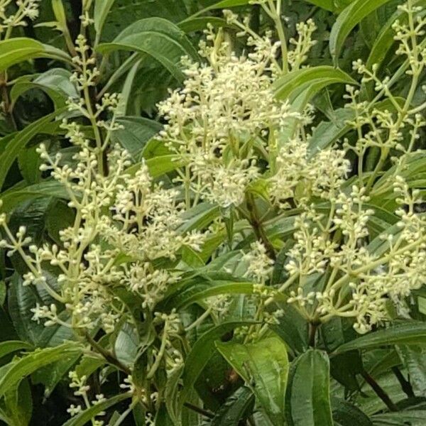 Cinnamomum verum Flor