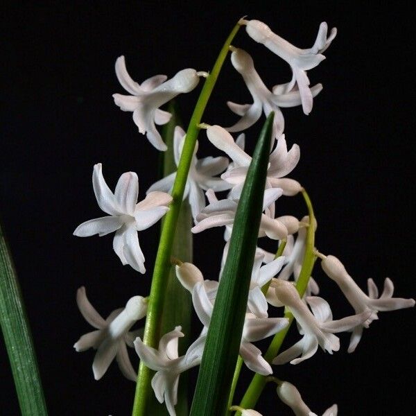 Hyacinthus orientalis Flower