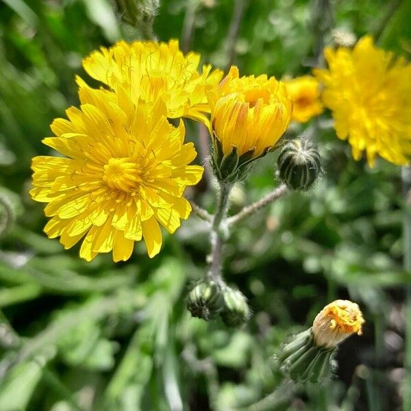 Crepis setosa Kwiat